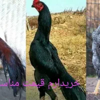 مرغ و خروس و جوجه و نوچه فروشی حراج