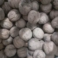 گردو تازه امسال