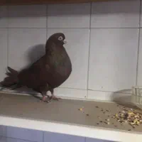 کبوتر صرب|پرنده|میاندوآب, |دیوار