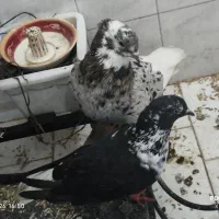 کوهی دم سفید نر و شیرازی ماده و دو عدد کبوتر دیگه