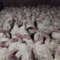 بوقلمون پرورشی