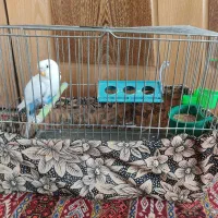 مرغ عشق ماده همراه با قفس|پرنده|اصفهان, بهارستان (مخابرات)|دیوار