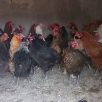 مرغ بومی تخم گذار|پرنده|رودشت (اصفهان), |دیوار
