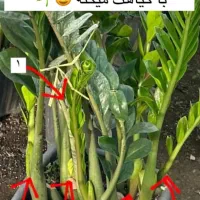 کود ارگانیک|گل و گیاه طبیعی|شیروان (خراسان), |دیوار