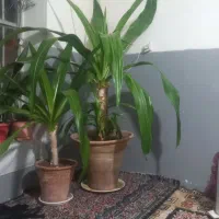 گل زیبا نخلی|گل و گیاه طبیعی|کرمان, |دیوار