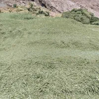 یونجه نرم شده وپرس