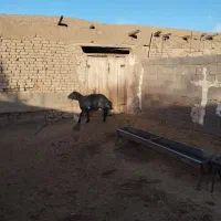 یک راس قوچ و یک بره قوچ درجه یک|حیوانات مزرعه|سبزوار, شرق کال میانی|دیوار