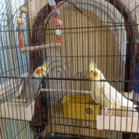 عروس هلندی|پرنده|ساری, |دیوار