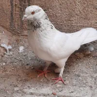 کفتر