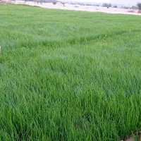 نشا پیاز قرمز درجه یک،به شرط