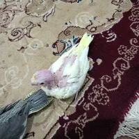 جوجه یکماهه سره لاکی هلندی