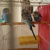 مرغ عشق|پرنده|مشهد, مهدی آباد (بلوار توس)|دیوار