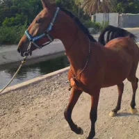 اسب نژادعرب کُرد