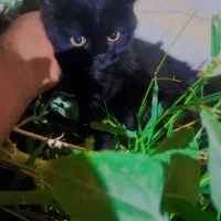 واگزاری گربه نژاد اسکاتیش مشکی