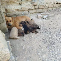 سگ ماده استیپز خانگی|سگ|مرودشت, فیروزی|دیوار