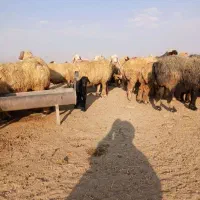 گوسفند داشتی