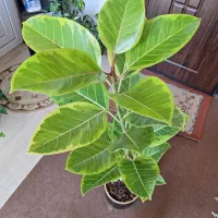 گلدان فیکوس آلتیسما(پرتقالی).همراه با گلدان سفالی|گل و گیاه طبیعی|شاهین‌شهر, نسیم ۵|دیوار