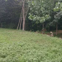 300متر-زمین-مدارک-سلامت-با-ویو-جنگلی