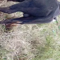 حیوانات مزرعه|حیوانات مزرعه|تالش, جوکندان|دیوار