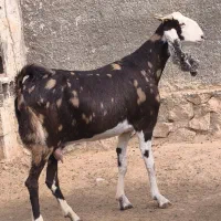 بز پاکستانی آبستن نزدیک 3قولوزا