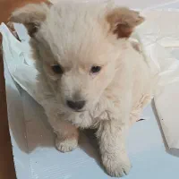 اشپیز نر یکسال ودوماه|سگ|گرگان, |دیوار