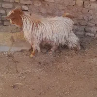 دو راس بز  یکیش آبستن سنگین|حیوانات مزرعه|زرندیه, |دیوار