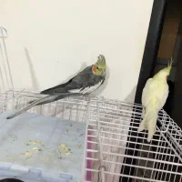 عروس هلندی|پرنده|رشت, جماران|دیوار