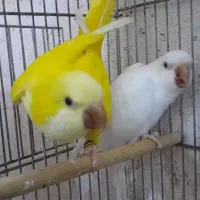 راهب همه رنگ کواکر موجود