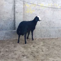 بره قوچ سیاه هیولای شال|حیوانات مزرعه|تاکستان, |دیوار