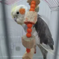 عروس هلندی|پرنده|شبستر, |دیوار