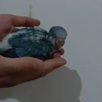 جوجه راهب آبی