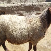 شیشک قوچ همو