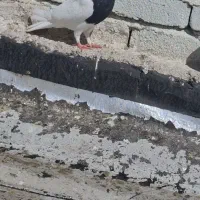 طوق سیاه نر