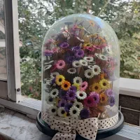 باکس گل بابونه رنگی