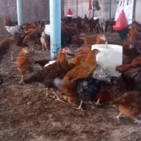 جوجه بومی