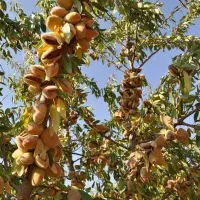توزیع نهال بادام تونو و فرانیس ریشه پرس