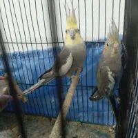 فروش یک جفت عروس هلندی مولد و جوان|پرنده|لوندویل, |دیوار