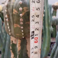 کاکتوس ابلق|گل و گیاه طبیعی|پاکدشت, پاکدشت (مامازند)|دیوار