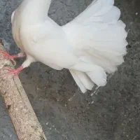 کفتر دوم چتری جفت یک ملیون|پرنده|رودان, |دیوار