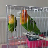 طوطی کوتوله برزیلی|پرنده|مشهد, آبادگران|دیوار