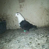 کله سفید نر پرشی|پرنده|سبزوار, جهاد کشاورزی|دیوار