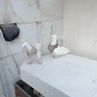 سندل و آجری طوقی|پرنده|شهریار, شهریار|دیوار