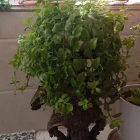 گل رز یخی|گل و گیاه طبیعی|الشتر, |دیوار