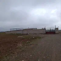 فروش گوساله پرواری