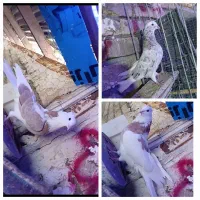 کبوتر شازده