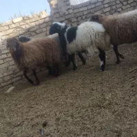 سه عدد بره نر فروشی