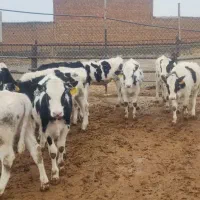 گوساله هلشتاین