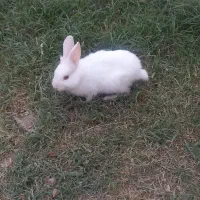 خرگوش|موش و خرگوش|گنبد کاووس, |دیوار