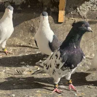 11 تا رنگه نر پرشی کفتر بوم