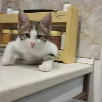 بچه گربه نر پنج ماهه|گربه|پرند, فاز ۶|دیوار